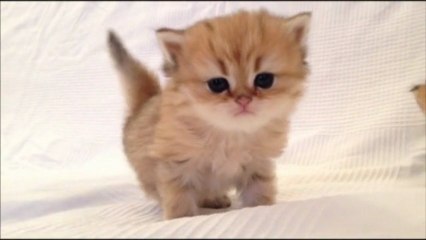 Isie de Silver Gate - Chaton Persan Black Golden Shell