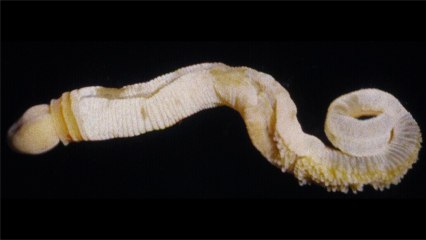 Science Gets Psyched Over Ancient Penis Worm