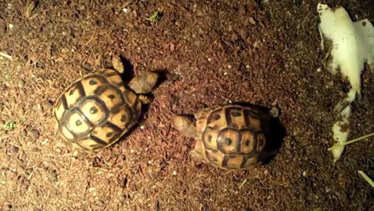 Tortue génial fait connaissance...