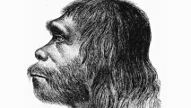 Larger Eyes Contributed to Neanderthal Extinction: Study