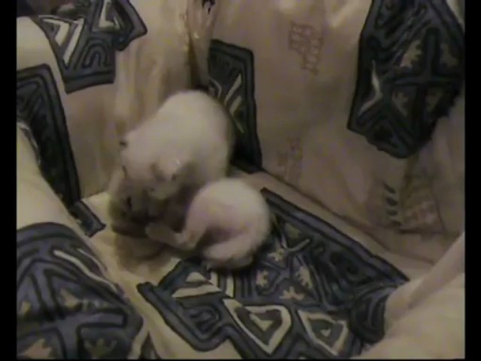 Chatons Sacrés de Birmanie à 3 semaines - Happy cat