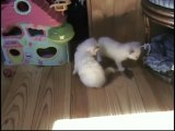 Chatons Sacrés de Birmanie à 6 semaines - Les jeux