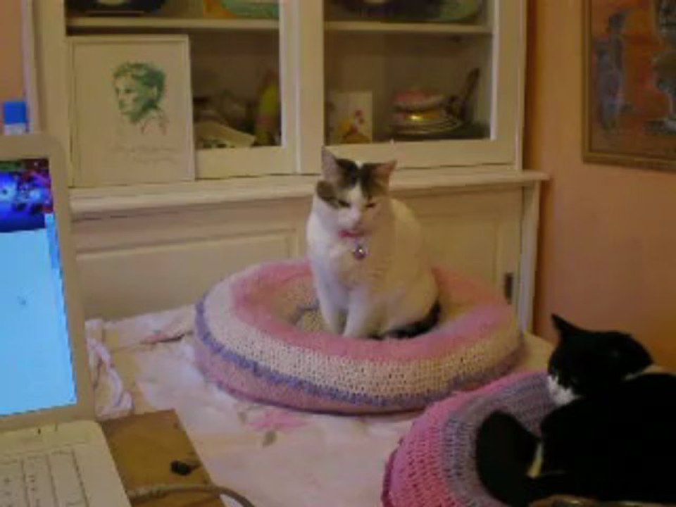 Miaulement de chaton