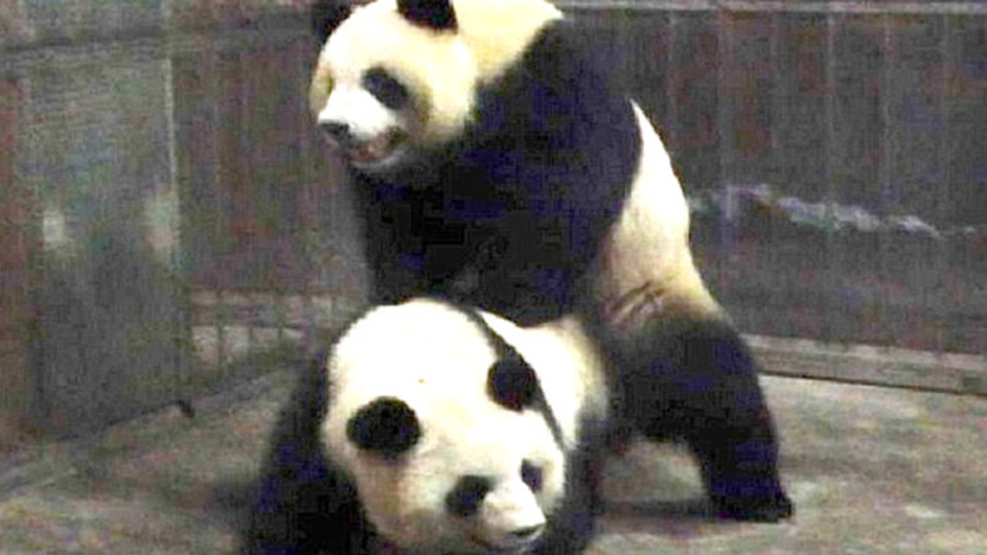 ⁣Pandas Dig Panda Porn To Boost Breeding In Captivity. Yes, Panda Porn