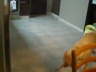 Nala playing with a helicopter...;)