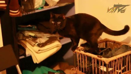 Les Experts du Dimanche #3 - Arcade Edition v.2013