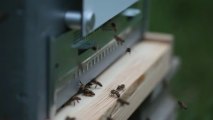 Planche d'envol de la ruche parrainée par FD Conseil Formati