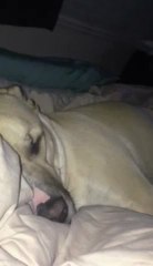 Un chien en mode Donald Duck