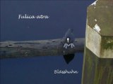 Vögel - Blässhuhn & Buchfink - Fulica Atra & Fringilla Coelebs