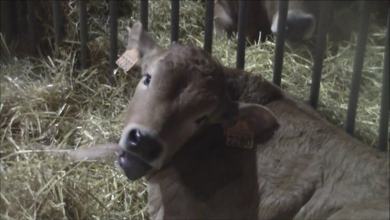 Le petit veau de la race Parthenaise,  la race Blanc bleu et  Bleue du Nord au salon de l'agriculture 2013
