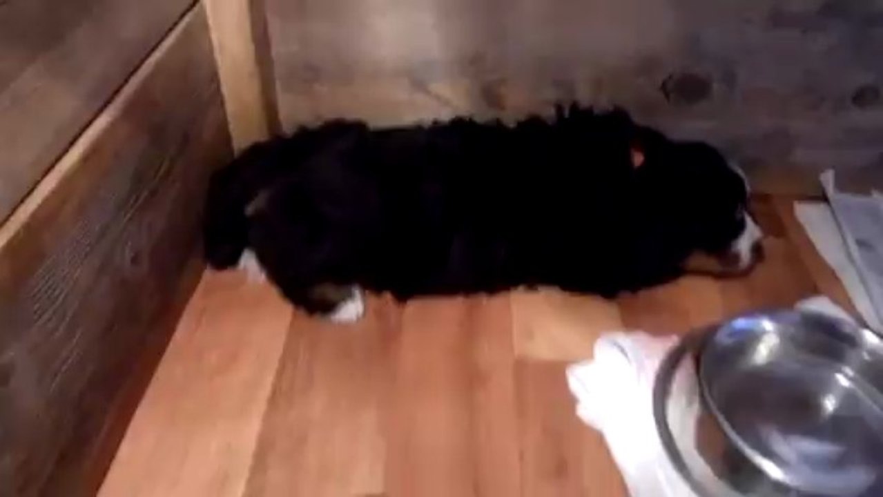 15 mars bébé vert joue avec une balle et papouilles entre Igor et bébé rouge