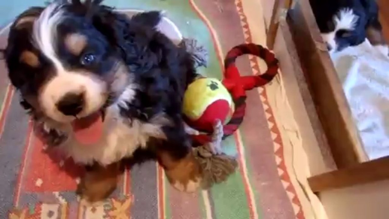 15 mars (bébés rouge, turquoise, orange et Igor)