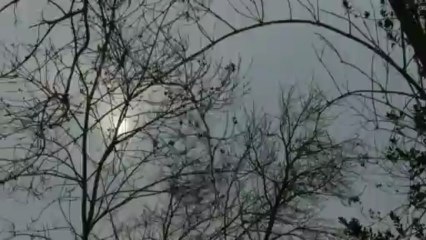 • Dans les oiseaux-branches • entre chien et loup •