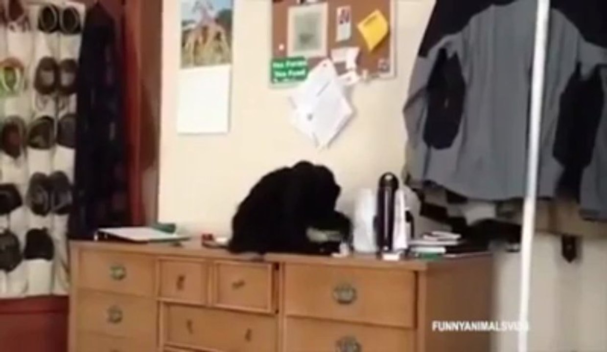 Cats Compilation