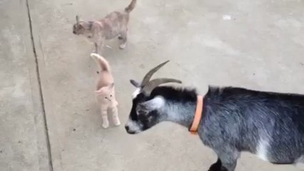 Une chèvre qui a peur d'un chat