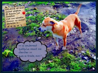 Galaxie est enfin adoptée ( contrat adoption ERLC)