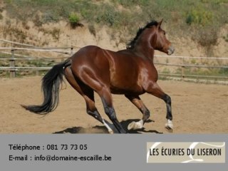 Les Ecuries du Liseron cercle équestre Namur 5020