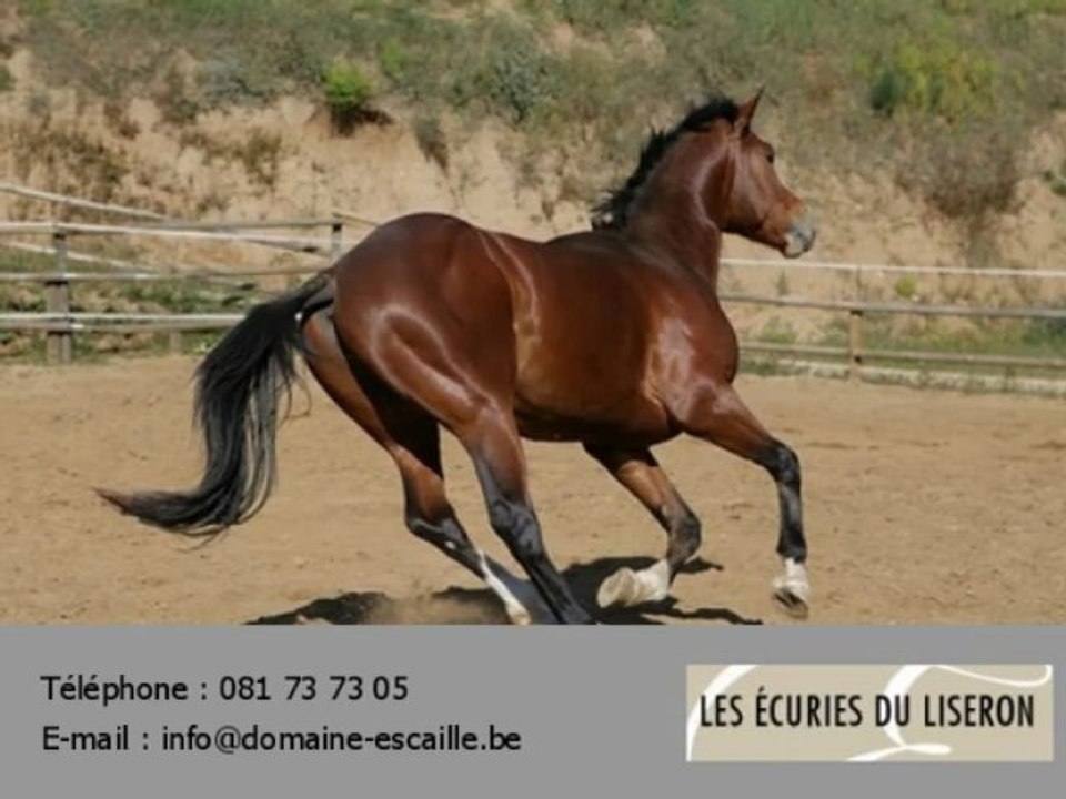 Les Ecuries du Liseron cercle équestre Namur 5020