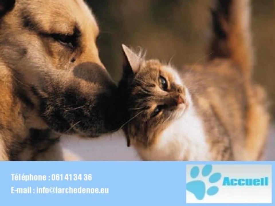 Toilettage pour chiens pension pour chiens Bertrix 6880