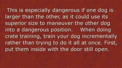 Dog Training essentials to be Successful