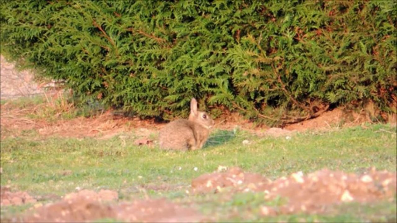 Chevreuils du mois de mars