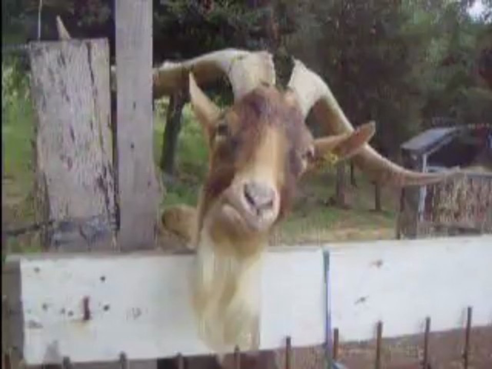 Caramel Mon bouc Alpin