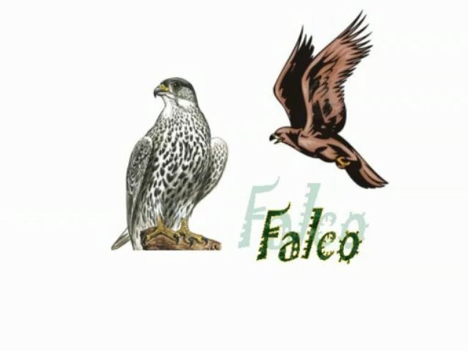 Vögel - falke - falco - falcon