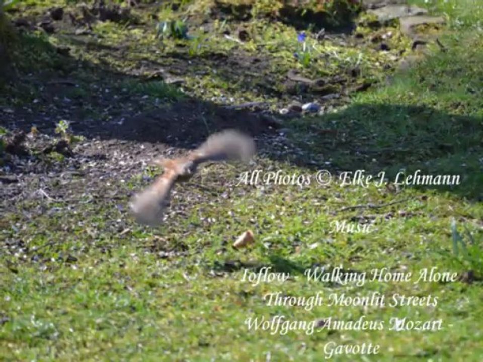 Vögel - Feldsperling - Passer Montanus - Eurasean Tree Sparrow - Changed