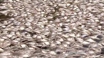 Dead fish pollute Rio lagoon