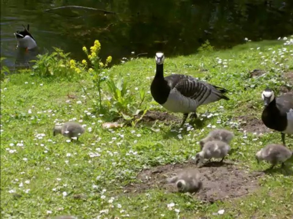 Vögel - Gans - Anserinea - Goose - Changed