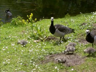 Vögel - Gans - Anserinea - Goose - Changed