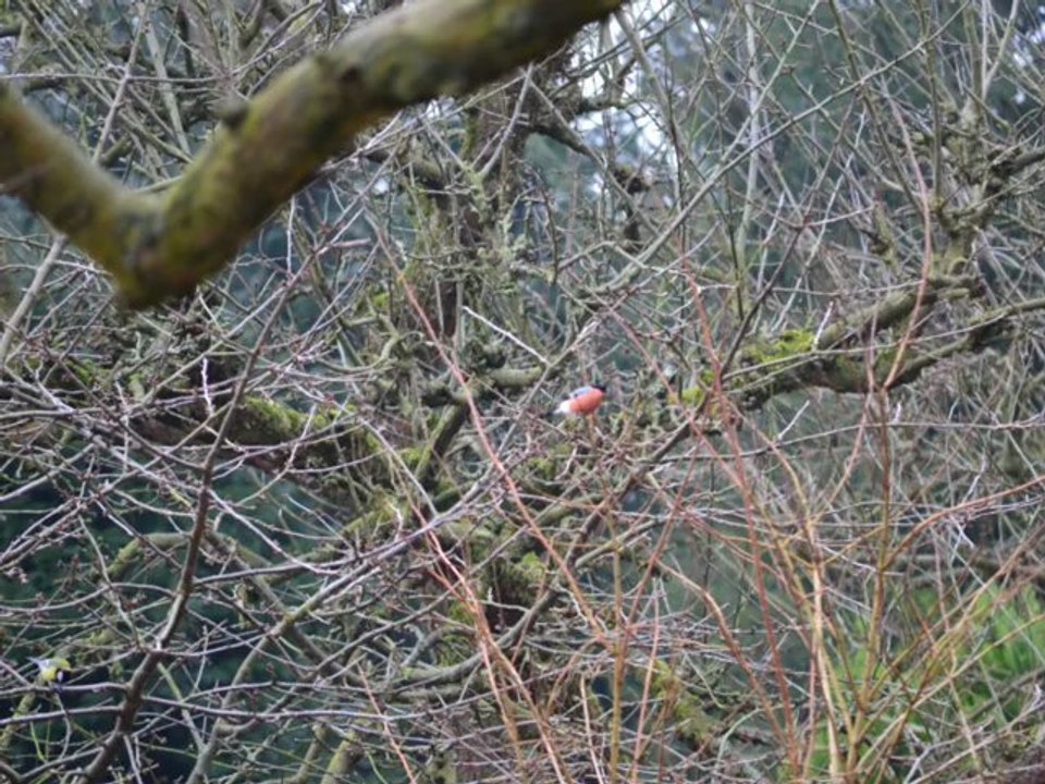 Vögel - Gimpel/Dompfaff/Blutfink - Pyrrhula Pyrrhula - Bullfinch