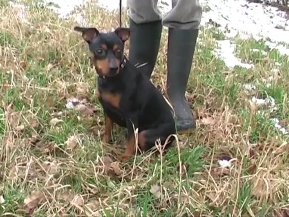 Habemus papam. Jorge Mario Bergoglio wird Papst Franziskus I. Rom feiert. Kattenvenne auch!