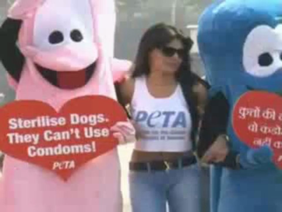 Bomb Sherlyn Chopra In SHORT Tshirt