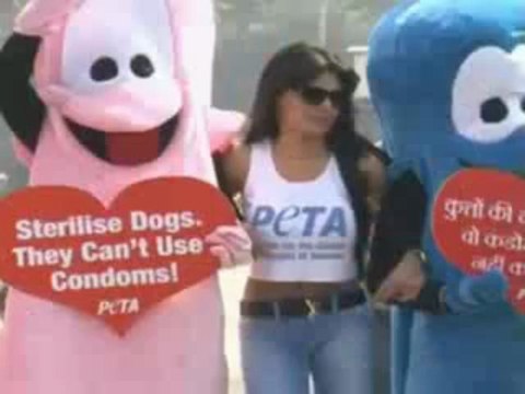 Bomb Sherlyn Chopra In SHORT Tshirt