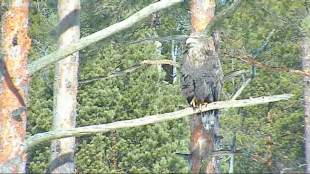 EENet » Talvine merikotkakaamera (White-tailed eagles winter feeding ground)