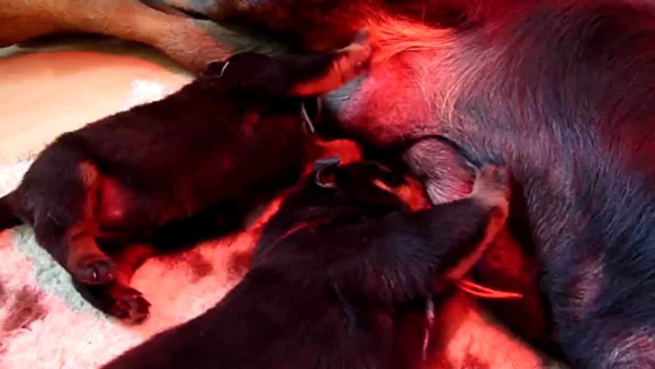 Portée Beverly 2013