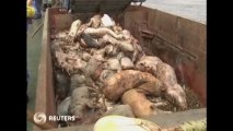 Dead pigs dumped by more than one farm