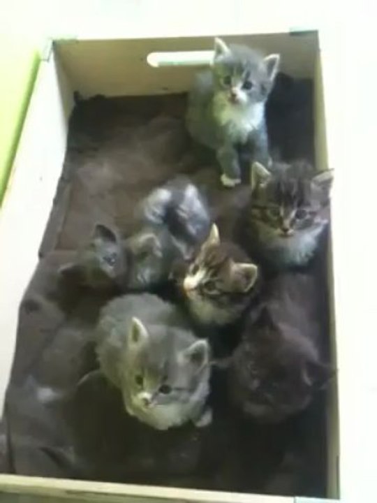 Les chatons s'éveillent ...