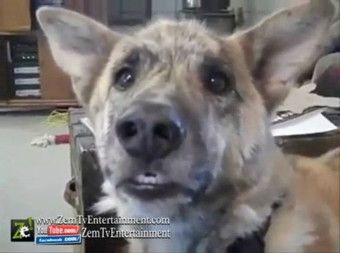 Funniest Talking Dog Ever ... He Loves Food !