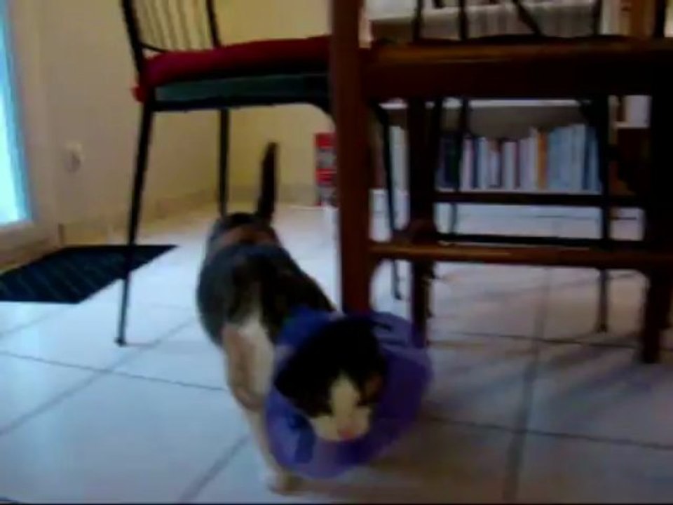 The "Cerise Cat" game (Cerise & la collerette)