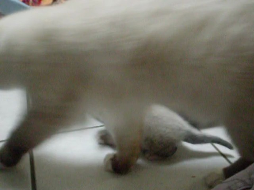 chatons 007