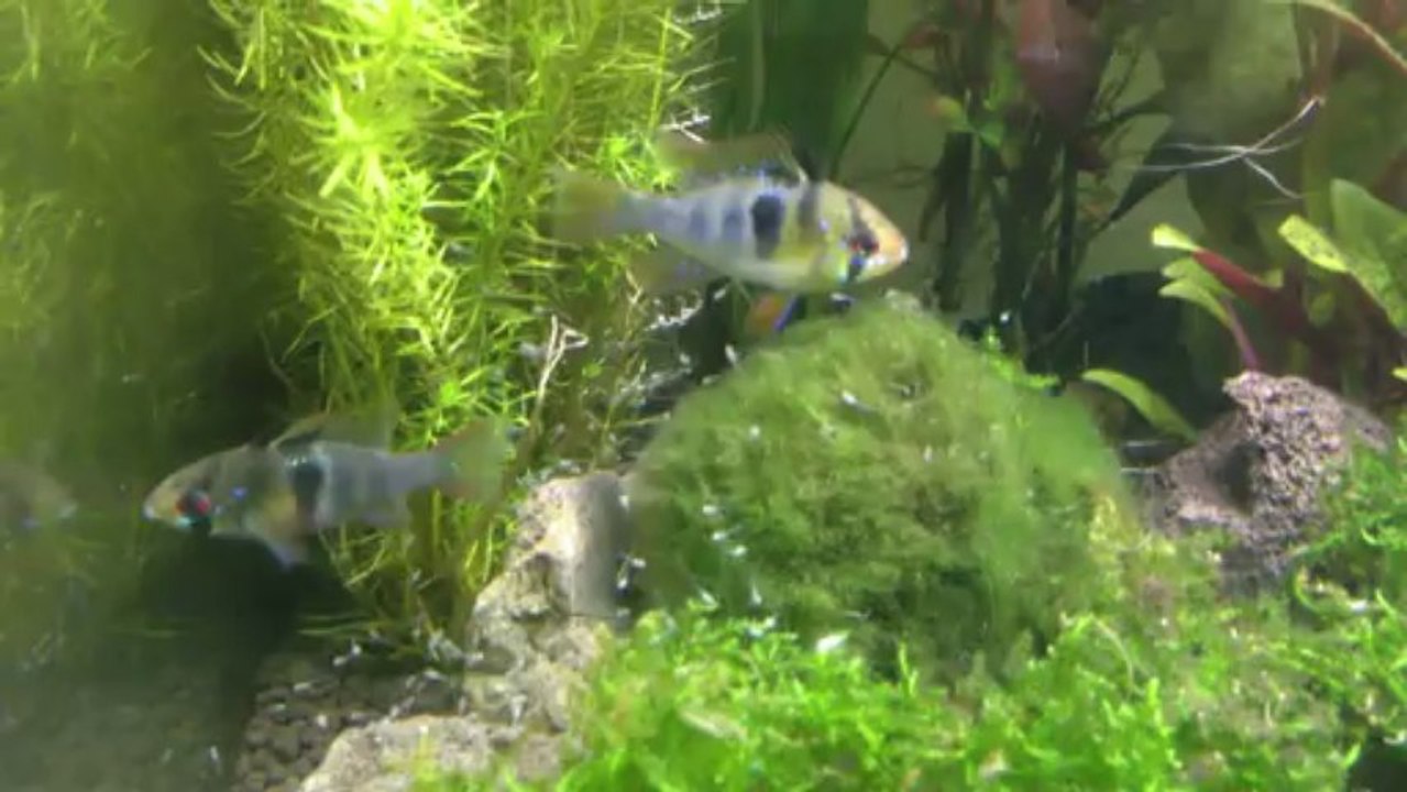 Naissance Ramirezi