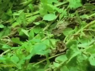 Vahşi Zamanlar 1. Bölüm - www.belgeselizle.web.tr