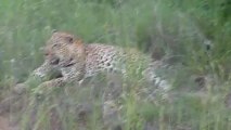 Rencontre avec un léopard lors d'un voyage en Afrique du Sud avec Meltour