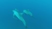 snorkeling avec les dauphins long bec à Maurice vers la baie de Tamarin