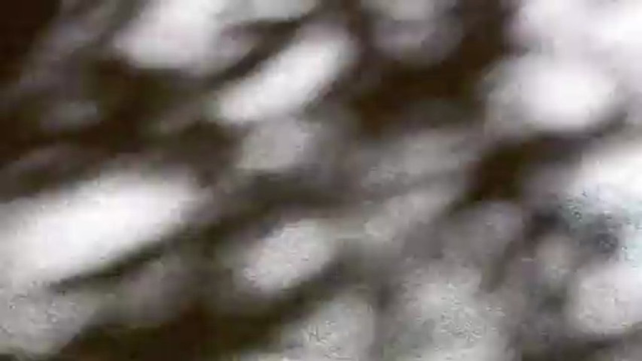 Sunshine Filtering through Foliage on A Windy Day