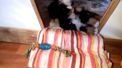 16 mars bébé vert et bébé rose (Ippy)