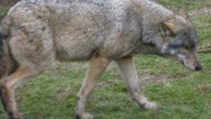 Les loups de Chabrières