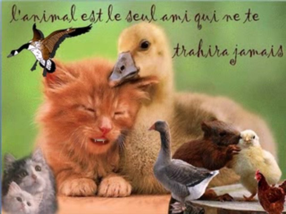 Un canard dit à sa cane